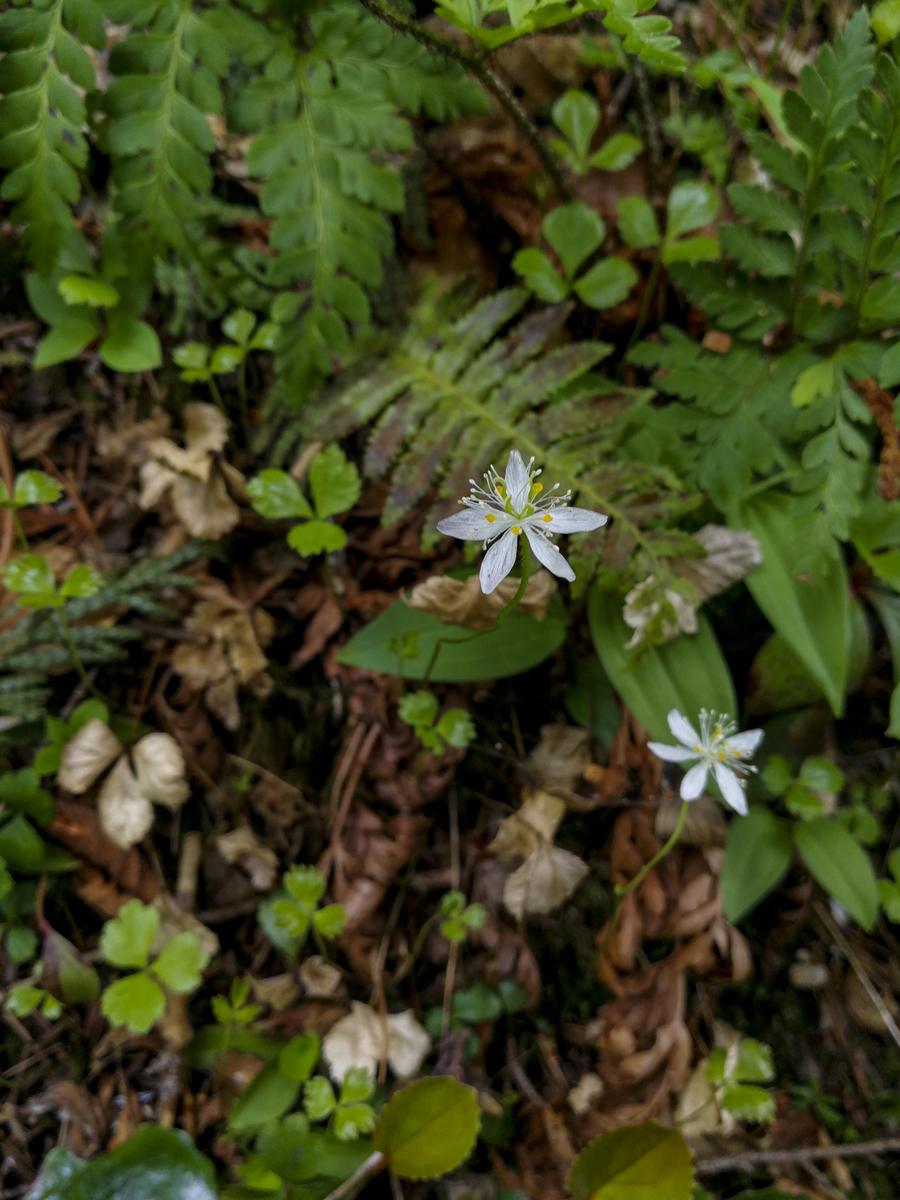 f:id:Cashel:20190705000300j:plain f:id:Cashel:20190705000300j:plain