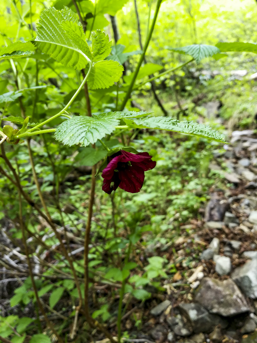 f:id:Cashel:20190705000415j:plain f:id:Cashel:20190705000415j:plain