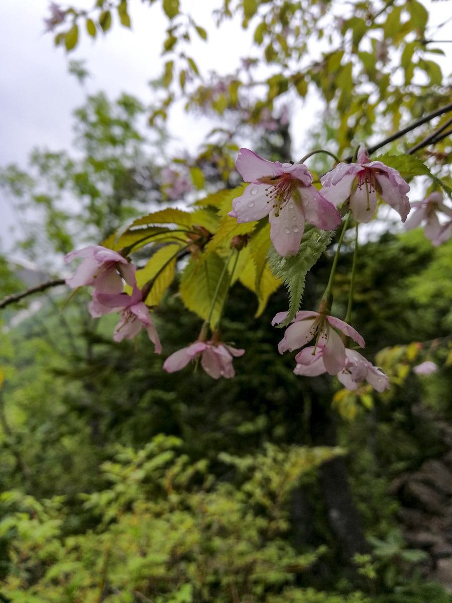 f:id:Cashel:20190705000519j:plain f:id:Cashel:20190705000519j:plain