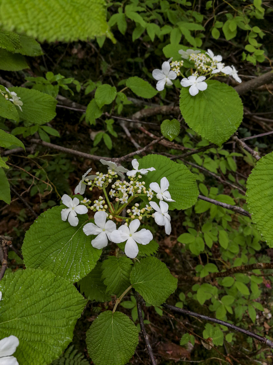 f:id:Cashel:20190705000531j:plain f:id:Cashel:20190705000531j:plain