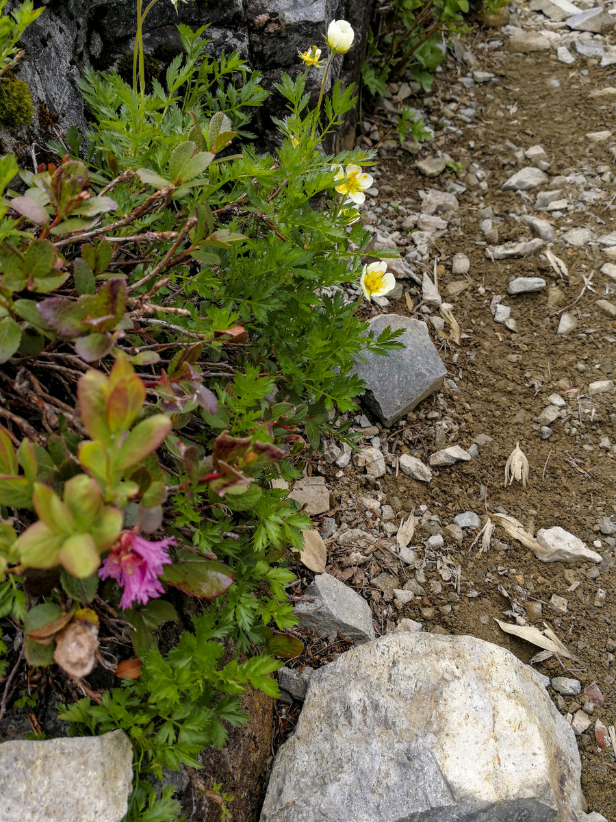 f:id:Cashel:20190705000609j:plain f:id:Cashel:20190705000609j:plain