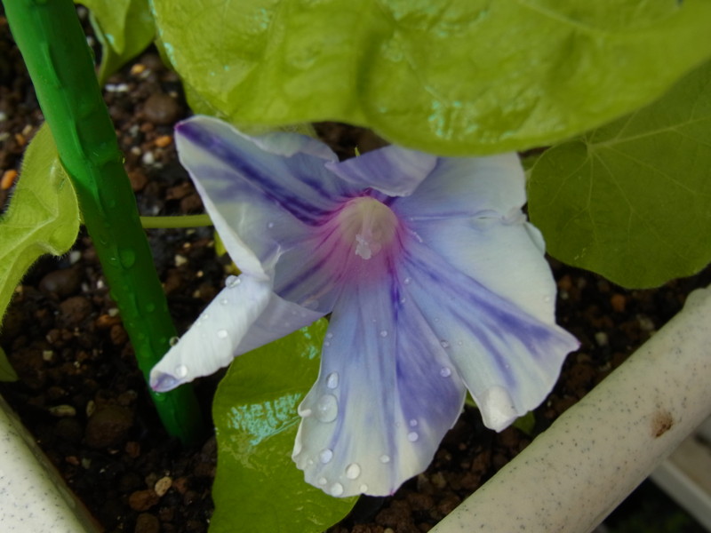 f:id:Caster1976:20130707105508j:image