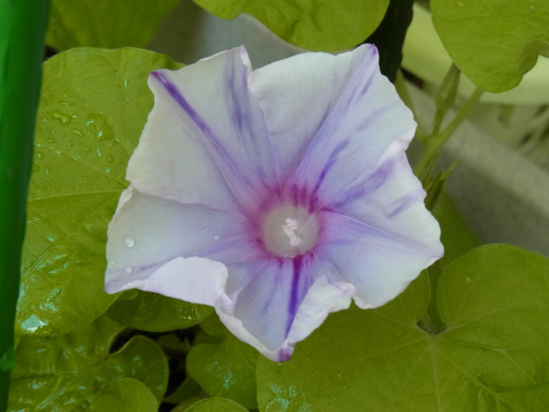f:id:Caster1976:20130707105514j:image