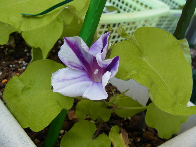 f:id:Caster1976:20130709130139j:image