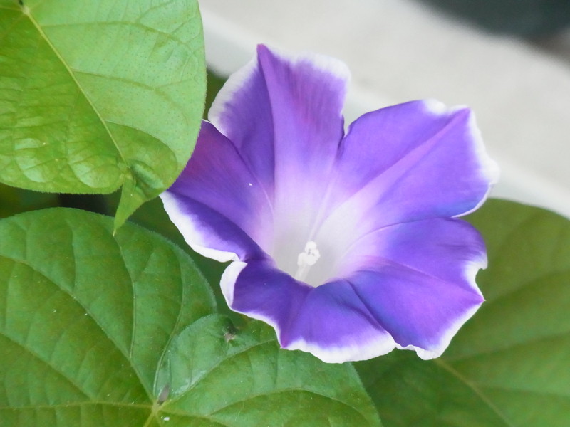 f:id:Caster1976:20130709130201j:image