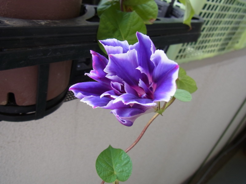 f:id:Caster1976:20130711062954j:image