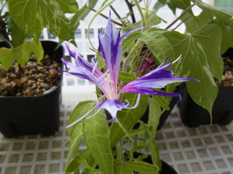 f:id:Caster1976:20130711063001j:image