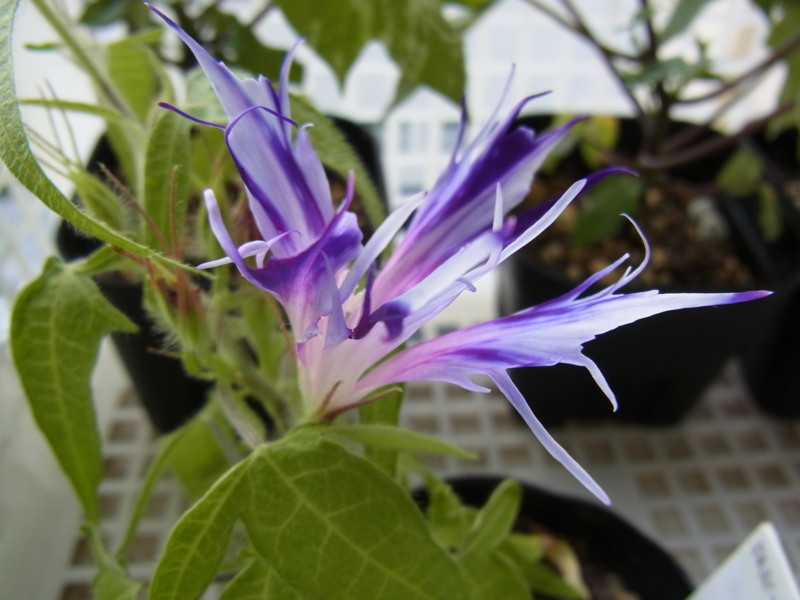 f:id:Caster1976:20130711063043j:image
