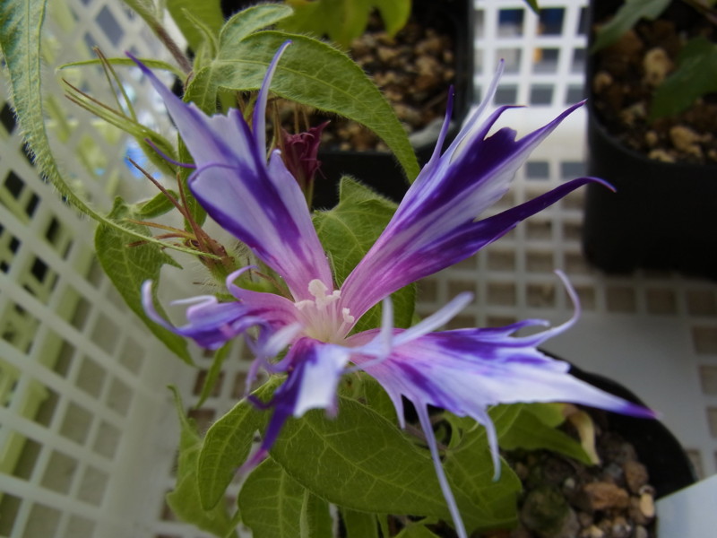f:id:Caster1976:20130711063048j:image