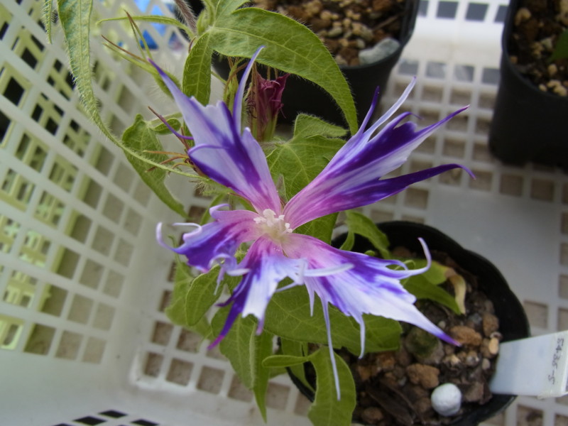 f:id:Caster1976:20130711063056j:image