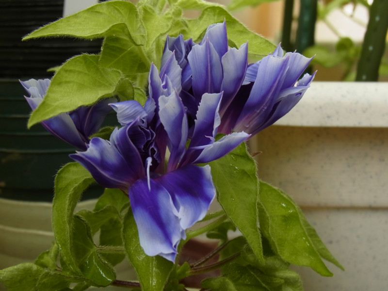 f:id:Caster1976:20130716075425j:image