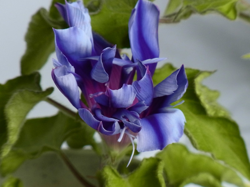 f:id:Caster1976:20130720083417j:image