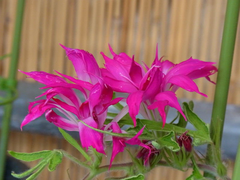 f:id:Caster1976:20130720093513j:image