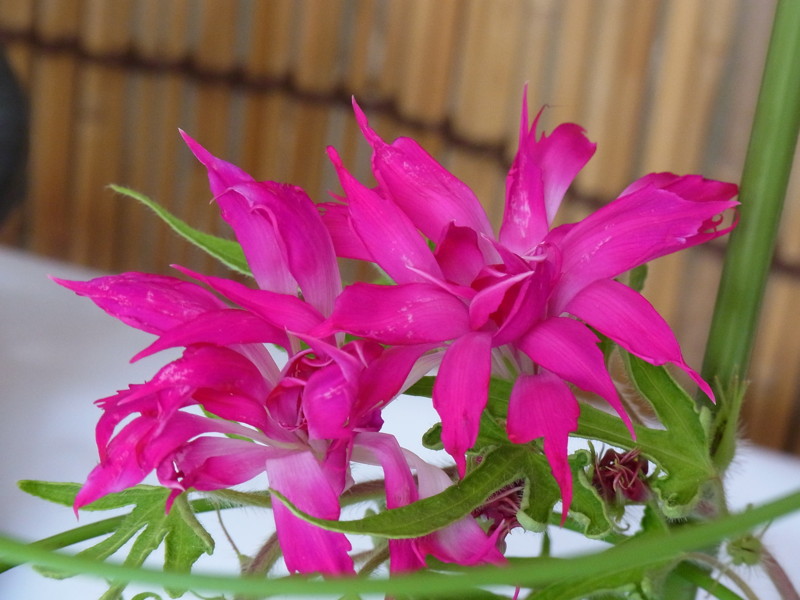 f:id:Caster1976:20130720093519j:image