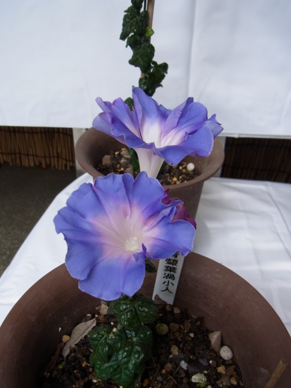 f:id:Caster1976:20130720111550j:image
