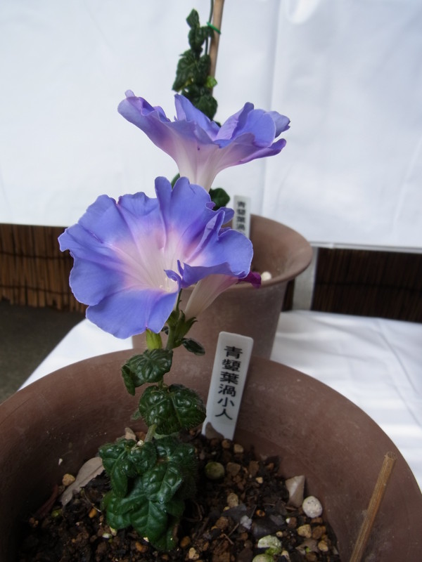 f:id:Caster1976:20130720111619j:image