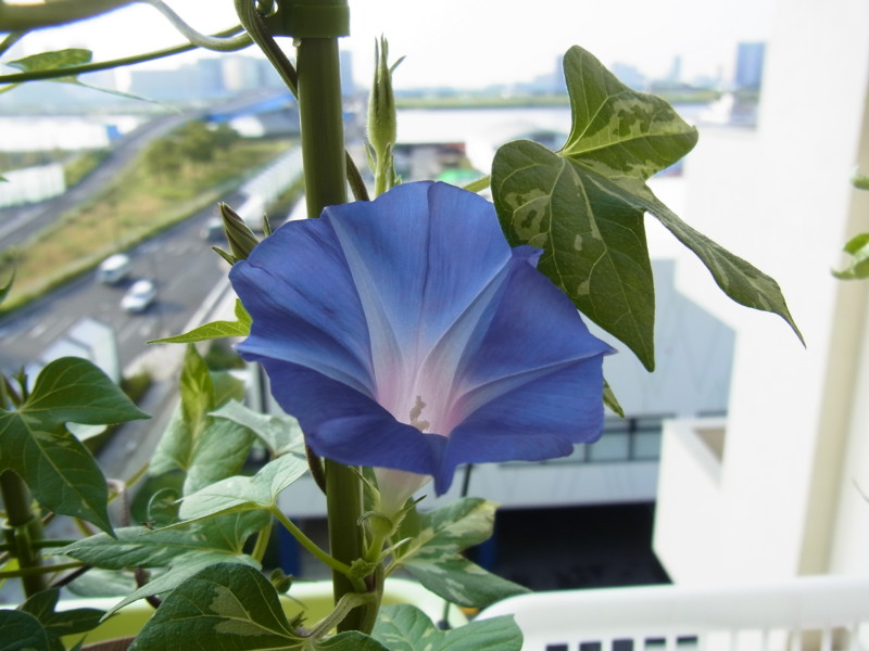 f:id:Caster1976:20130728062620j:image