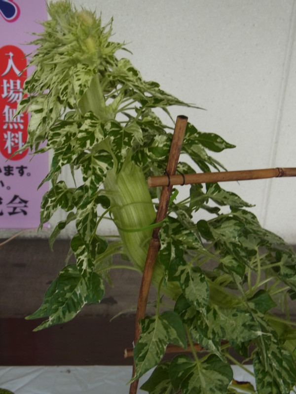 f:id:Caster1976:20130728075633j:image