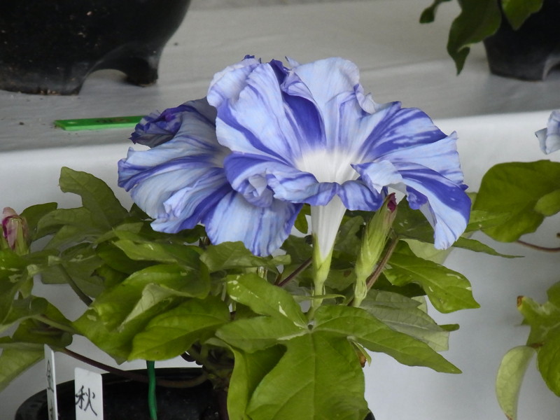 f:id:Caster1976:20130728080002j:image