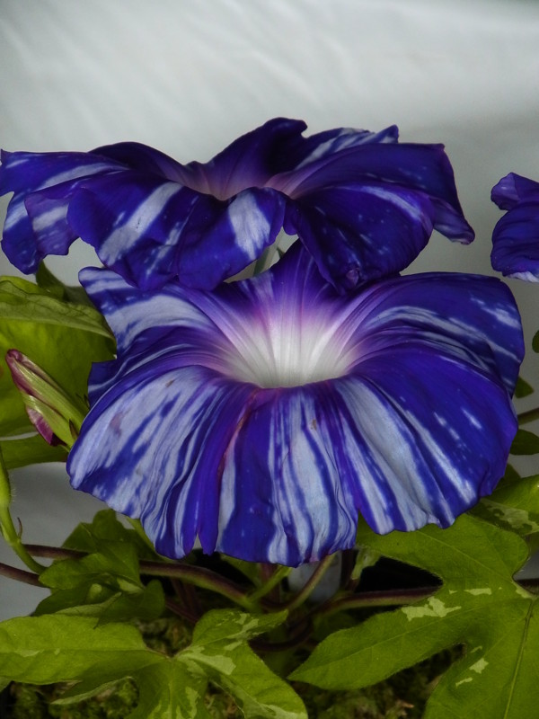 f:id:Caster1976:20130728115434j:image