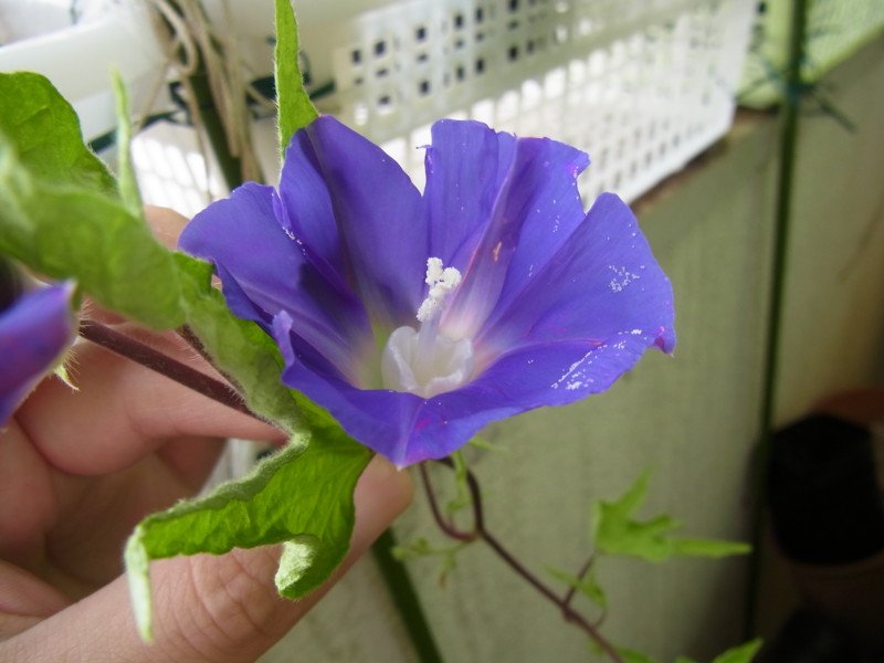 f:id:Caster1976:20130803060913j:image