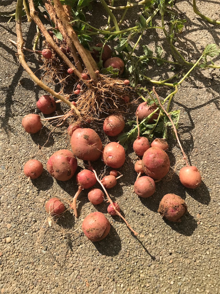 f:id:CatchtheMoment:20200811231048j:image