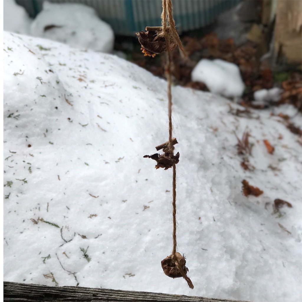 f:id:CatchtheMoment:20210123161544j:image f:id:CatchtheMoment:20210123161544j:image