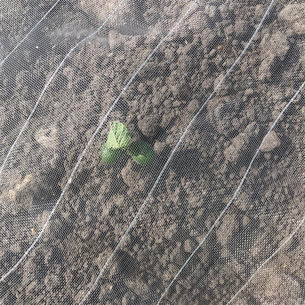 f:id:CatchtheMoment:20210724160402j:plain