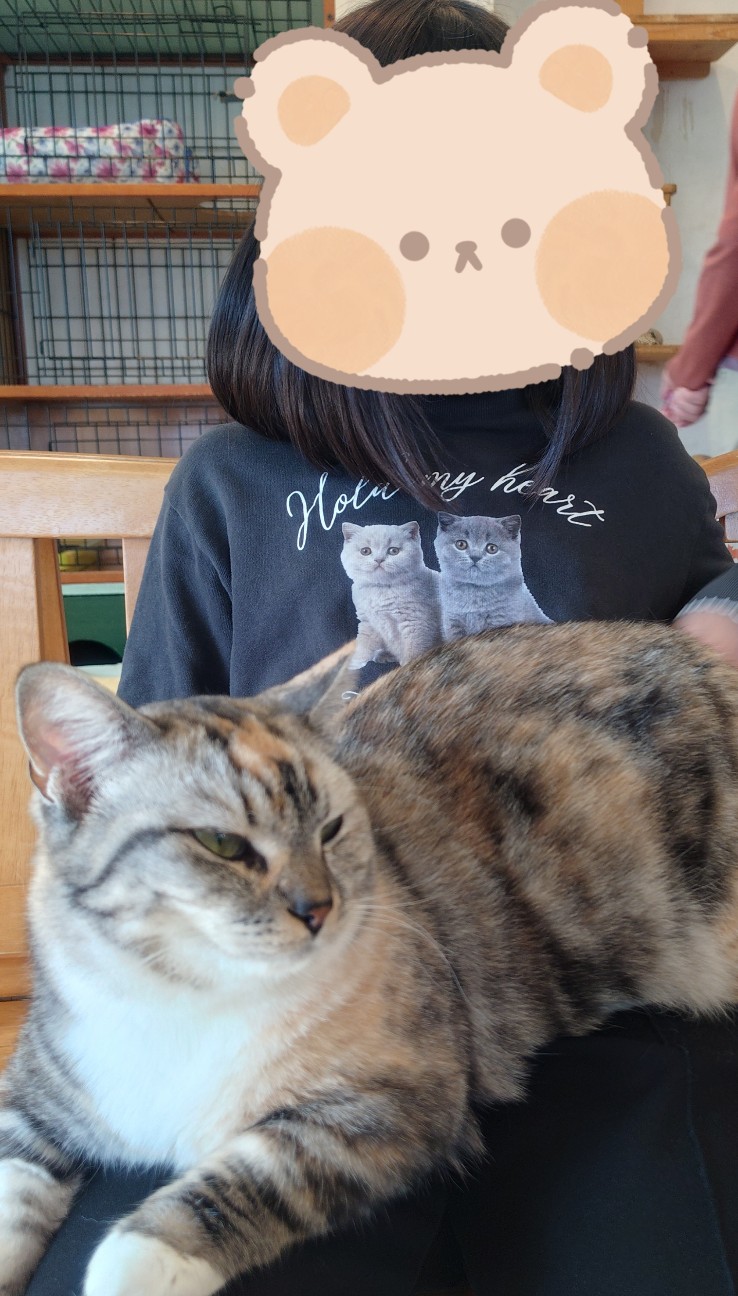 f:id:Cchandayo:20251219154028j:image
