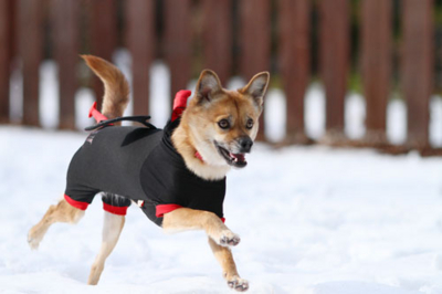 f:id:Cha-co:20101217180947j:image f:id:Cha-co:20101217180947j:image