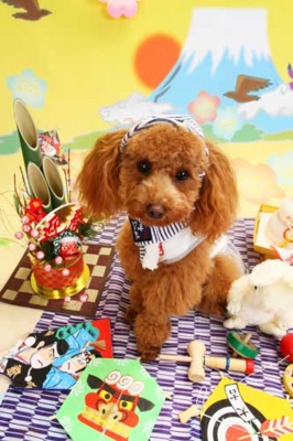f:id:Cha-co:20101217181737j:image f:id:Cha-co:20101217181737j:image