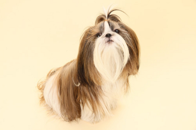 f:id:Cha-co:20101217181826j:image f:id:Cha-co:20101217181826j:image