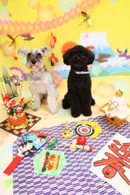 f:id:Cha-co:20101217181915j:image f:id:Cha-co:20101217181915j:image