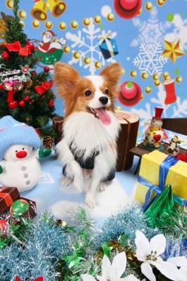 f:id:Cha-co:20101217182015j:image f:id:Cha-co:20101217182015j:image