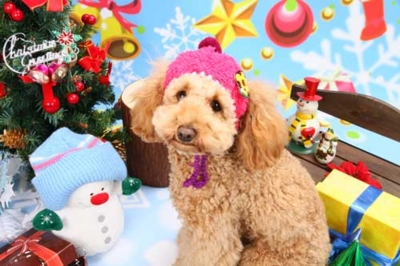 f:id:Cha-co:20101217182628j:image f:id:Cha-co:20101217182628j:image