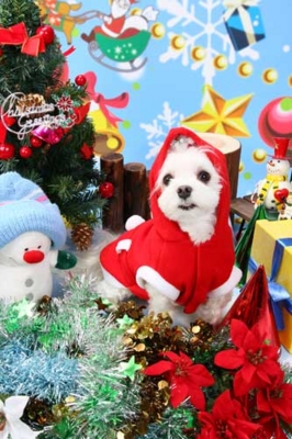 f:id:Cha-co:20101217183044j:image f:id:Cha-co:20101217183044j:image