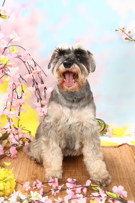 f:id:Cha-co:20110308150119j:image f:id:Cha-co:20110308150119j:image