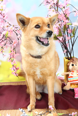 f:id:Cha-co:20110308150217j:image f:id:Cha-co:20110308150217j:image