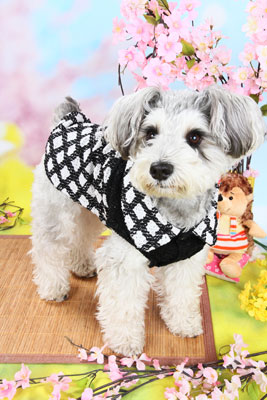 f:id:Cha-co:20110308150253j:image f:id:Cha-co:20110308150253j:image