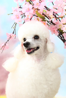 f:id:Cha-co:20110308150325j:image f:id:Cha-co:20110308150325j:image