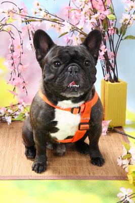 f:id:Cha-co:20110308161941j:image f:id:Cha-co:20110308161941j:image
