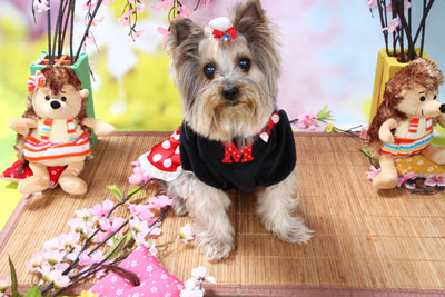 f:id:Cha-co:20110308162038j:image f:id:Cha-co:20110308162038j:image