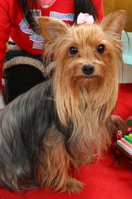 f:id:Cha-co:20110308162109j:image f:id:Cha-co:20110308162109j:image