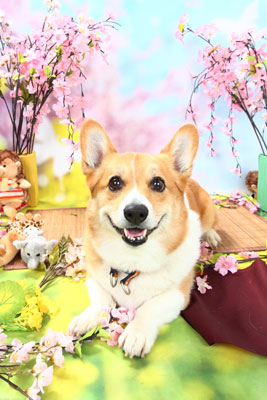 f:id:Cha-co:20110308162136j:image f:id:Cha-co:20110308162136j:image