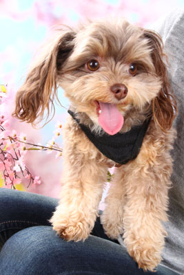 f:id:Cha-co:20110308162344j:image f:id:Cha-co:20110308162344j:image