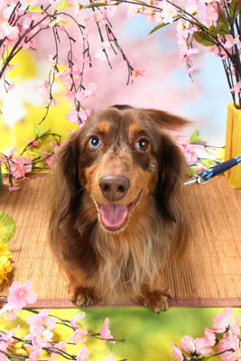 f:id:Cha-co:20110308162735j:image f:id:Cha-co:20110308162735j:image