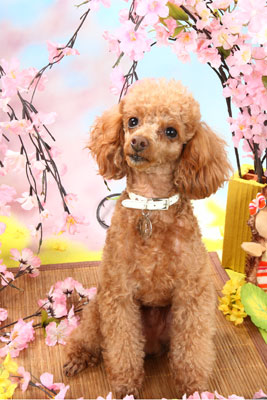 f:id:Cha-co:20110308162851j:image f:id:Cha-co:20110308162851j:image
