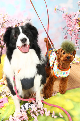 f:id:Cha-co:20110308162921j:image f:id:Cha-co:20110308162921j:image