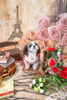 f:id:Cha-co:20110928184724j:image f:id:Cha-co:20110928184724j:image