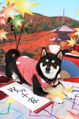 f:id:Cha-co:20111003180655j:image f:id:Cha-co:20111003180655j:image
